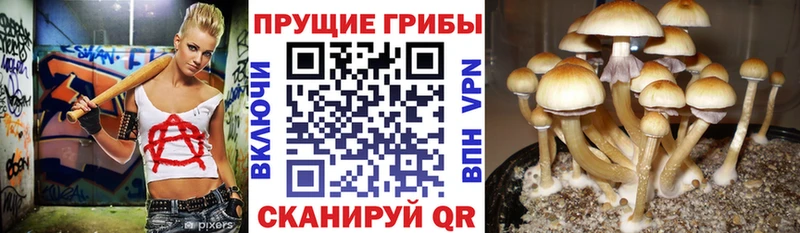 Псилоцибиновые грибы мицелий  KRAKEN маркетплейс  Брюховецкая 